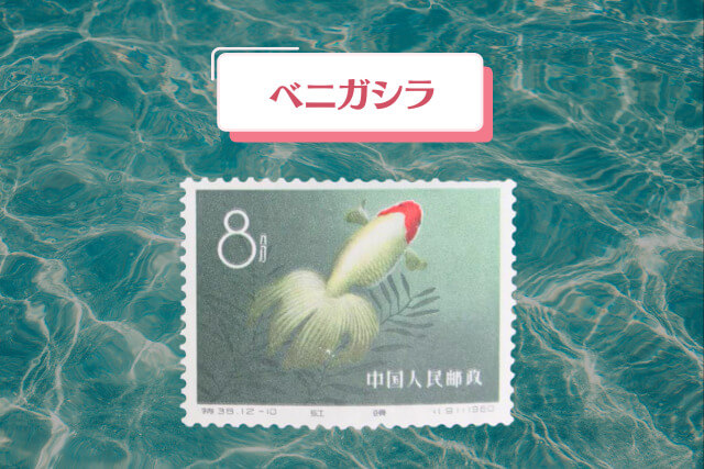 ベニガシラ_観賞魚からアートへ！1960年の中国切手「金魚シリーズ」全デザイン紹介と高価買取事例