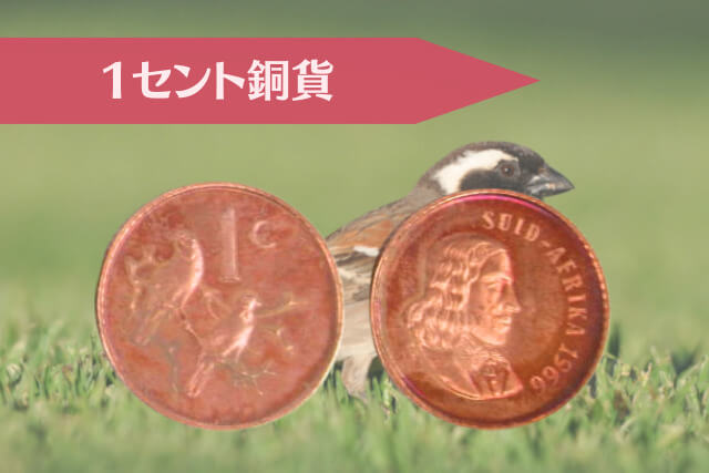 ヤン・ファン・リーベックと9つの意匠|南ア「1966年銘 金貨銀貨セット」を読み解く