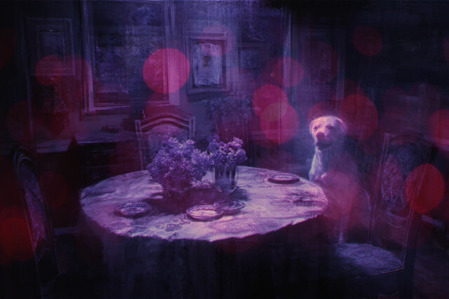 草間彌生の若い頃｜「前衛の女王」はいかにして生まれたか？NY時代と作品の価値