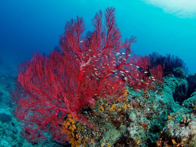 珊瑚とは？ピンク珊瑚や赤珊瑚・白珊瑚など種類別の特徴と価値や原木・置物などの値段について