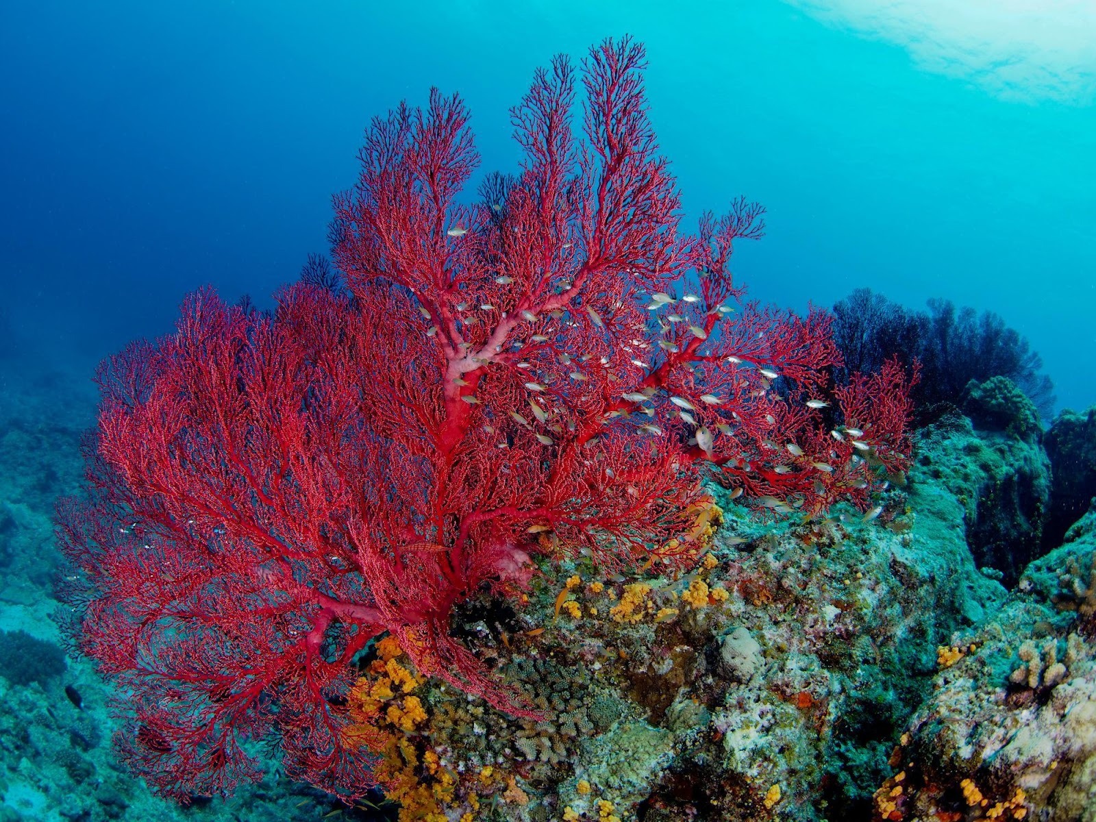 珊瑚とは？ピンク珊瑚や赤珊瑚・白珊瑚など種類別の特徴と価値や原木