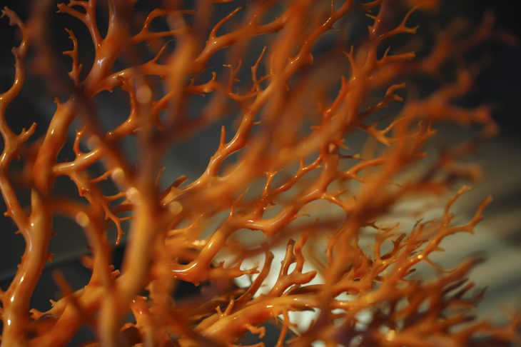 艶がきれいな赤珊瑚
