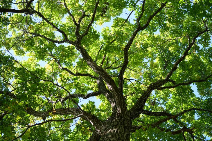 ミズナラの大木