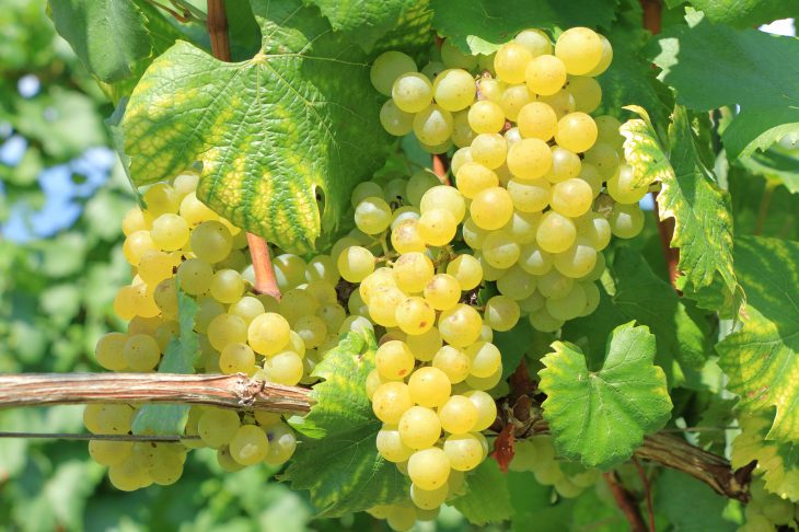 ワイン醸造用の白ブドウ