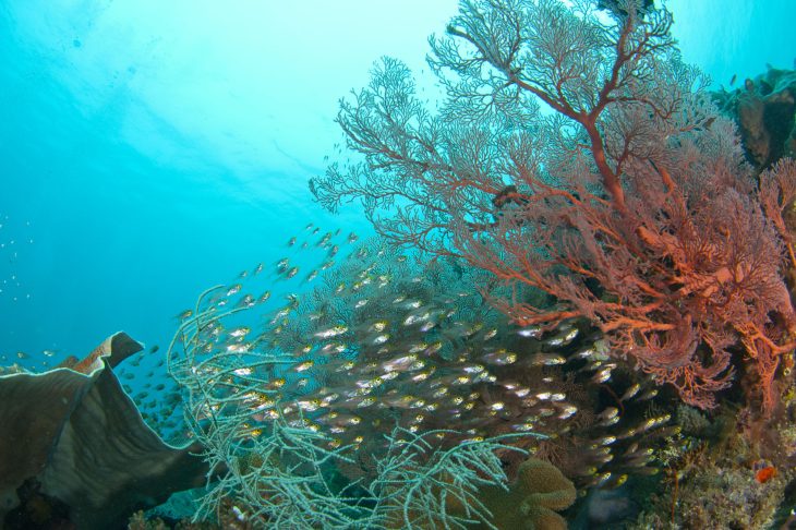 海底に生える赤珊瑚