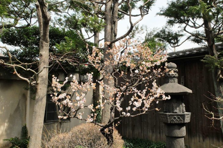 横山大観記念館に咲く梅の花