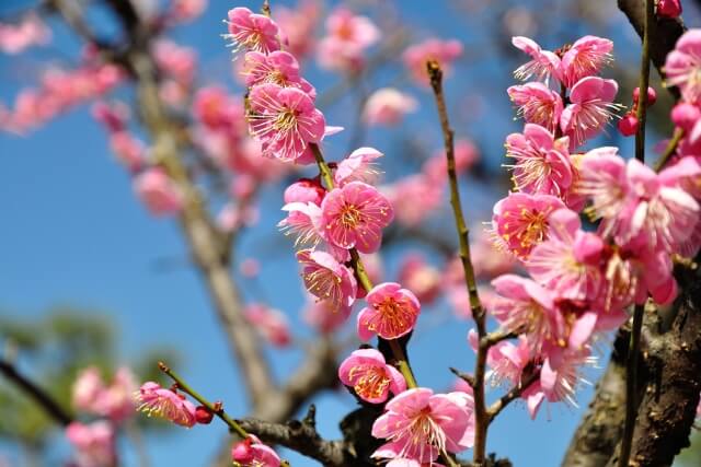 梅花石とは? 門司産・秋吉産から夕張川・海外産地などの特徴と買取相場を解説