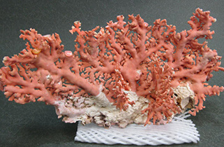 桃珊瑚 原木