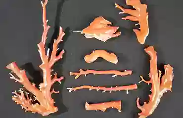 桃色珊瑚 枝珊瑚