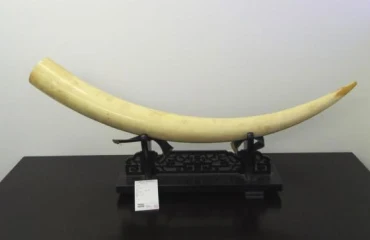 本象牙