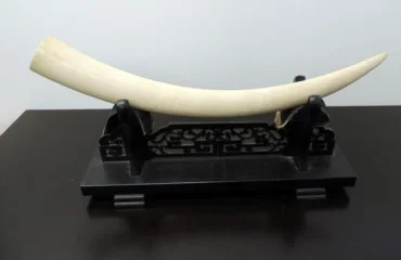 本象牙